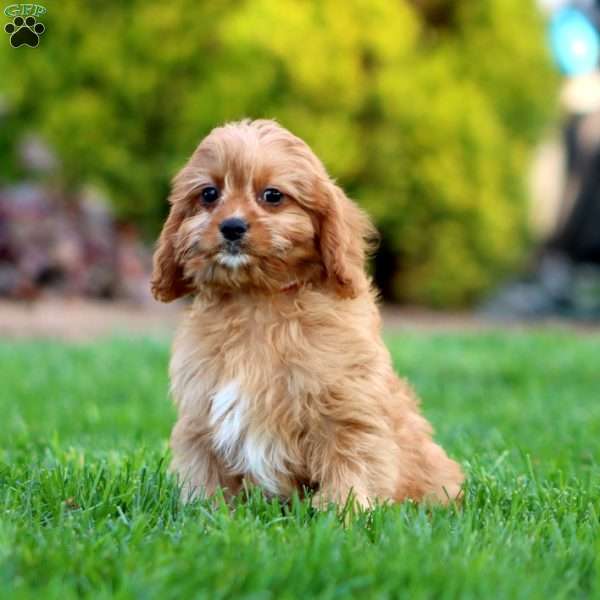 Frankie, Cavapoo Puppy