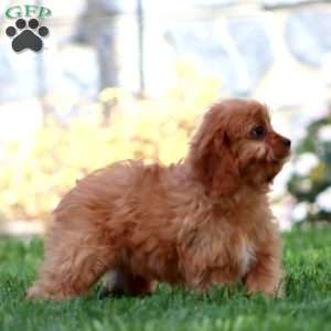 Frankie, Cavapoo Puppy