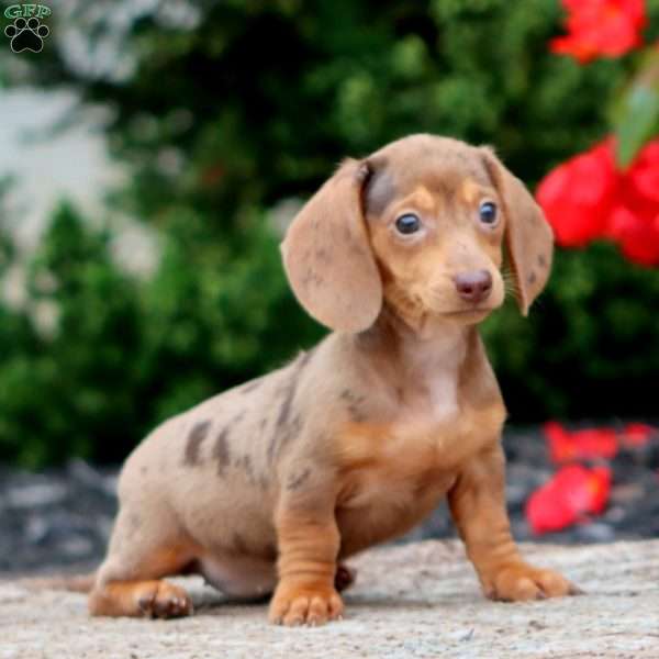Freda-Mini, Dachshund Puppy
