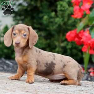 Freda-Mini, Dachshund Puppy
