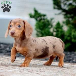 Freda-Mini, Dachshund Puppy