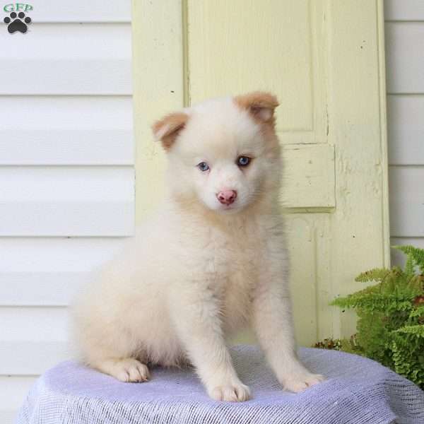 Freddy, Pomsky Puppy