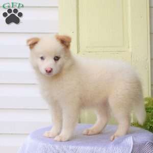 Freddy, Pomsky Puppy