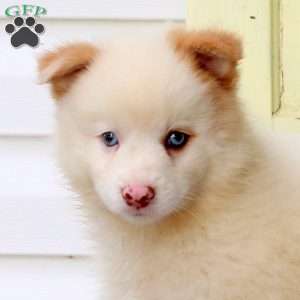 Freddy, Pomsky Puppy