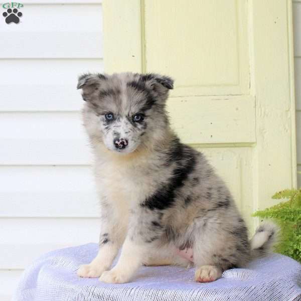 Freida, Pomsky Puppy