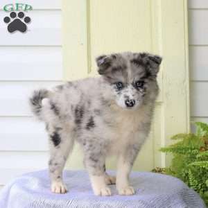 Freida, Pomsky Puppy