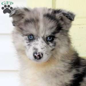 Freida, Pomsky Puppy