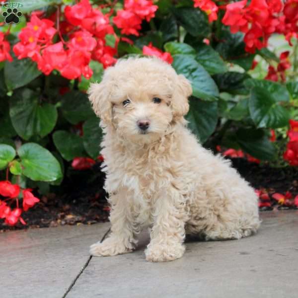 Frida, Maltipoo Puppy