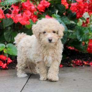 Frida, Maltipoo Puppy