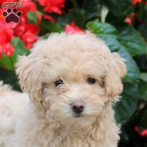 Frida, Maltipoo Puppy