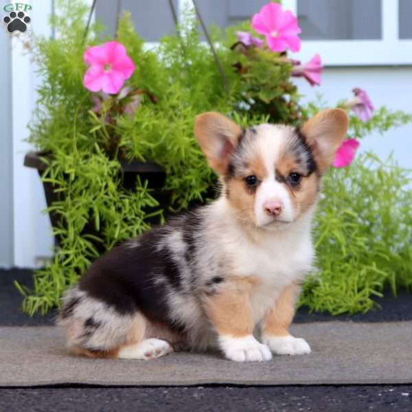 Fritz, Welsh Corgi Mix Puppy