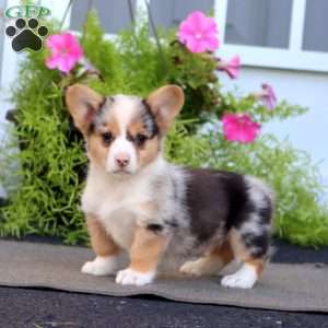 Fritz, Welsh Corgi Mix Puppy