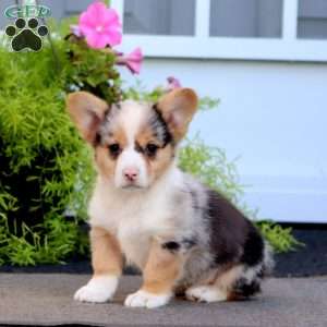 Fritz, Welsh Corgi Mix Puppy