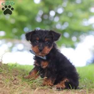 Fudge, Yorkie Poo Puppy