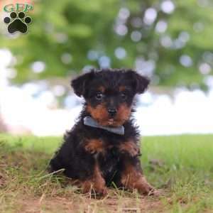 Fudge, Yorkie Poo Puppy