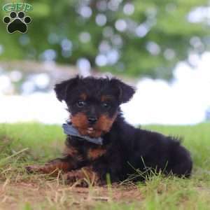 Fudge, Yorkie Poo Puppy
