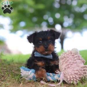 Fudge, Yorkie Poo Puppy