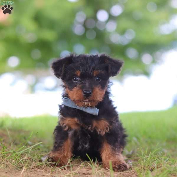 Fudge, Yorkie Poo Puppy
