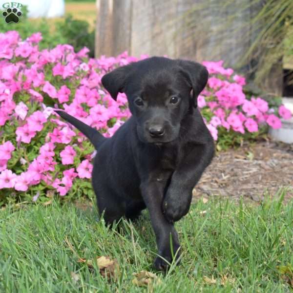 Gabby, Black Labrador Retriever Puppy