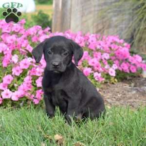 Gabby, Black Labrador Retriever Puppy
