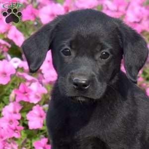 Gabby, Black Labrador Retriever Puppy