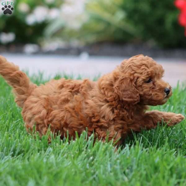Gabby, Miniature Poodle Puppy