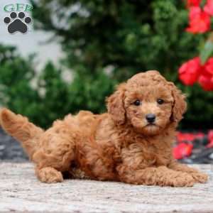 Gabby, Miniature Poodle Puppy