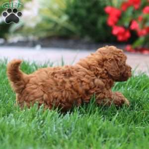 Gabby, Miniature Poodle Puppy