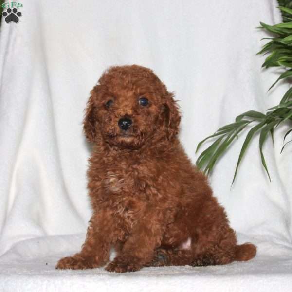 Gabe, Toy Poodle Puppy