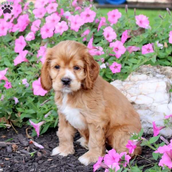 Gabe, Cocker Spaniel Puppy