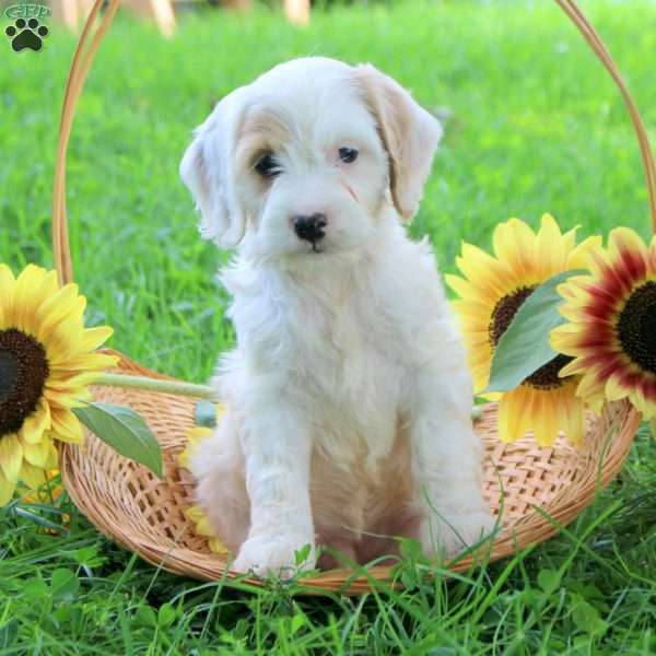 Gabe, Cockapoo Puppy