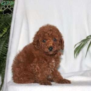 Gabe, Toy Poodle Puppy
