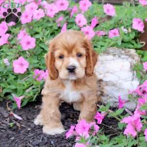 Gabe, Cocker Spaniel Puppy