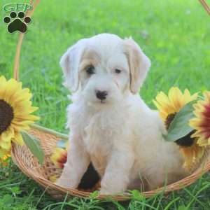 Gabe, Cockapoo Puppy