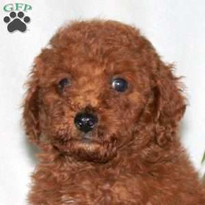 Gabe, Toy Poodle Puppy