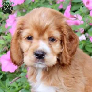 Gabe, Cocker Spaniel Puppy