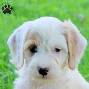 Gabe, Cockapoo Puppy