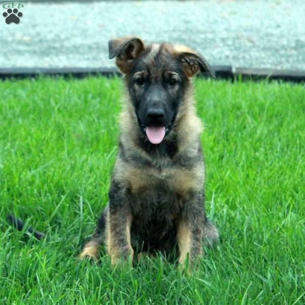 Gail, German Shepherd Puppy