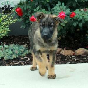 Gail, German Shepherd Puppy