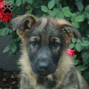 Gail, German Shepherd Puppy
