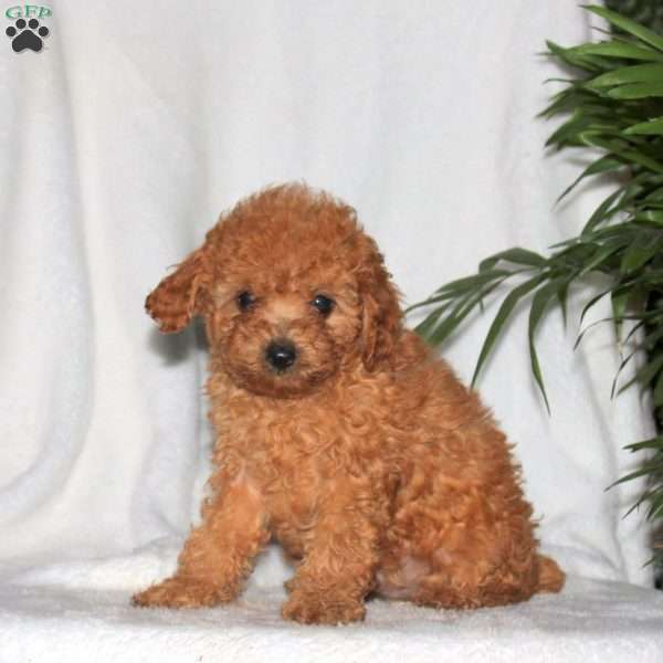 Galaxy, Toy Poodle Puppy