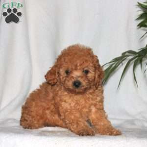 Galaxy, Toy Poodle Puppy