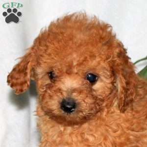 Galaxy, Toy Poodle Puppy