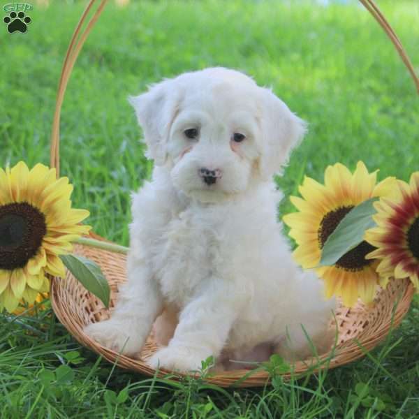 Gavin, Cockapoo Puppy