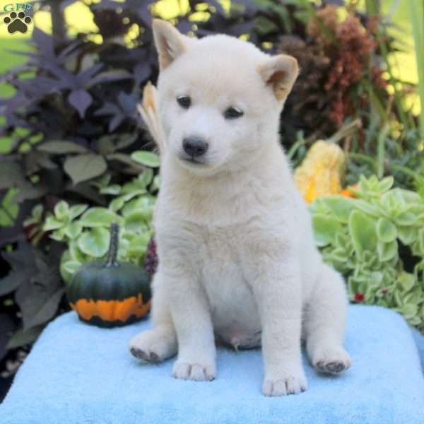 Gavin, Shiba Inu Puppy