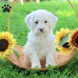 Gavin, Cockapoo Puppy