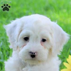 Gavin, Cockapoo Puppy