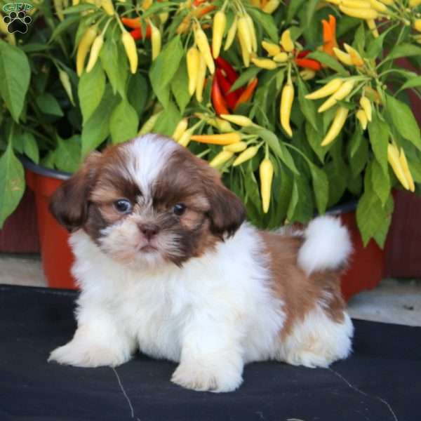 Gavin, Shih Tzu Puppy