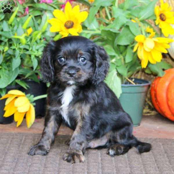 Gavin, Cavapoo Puppy