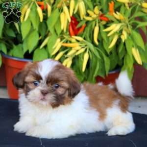 Gavin, Shih Tzu Puppy